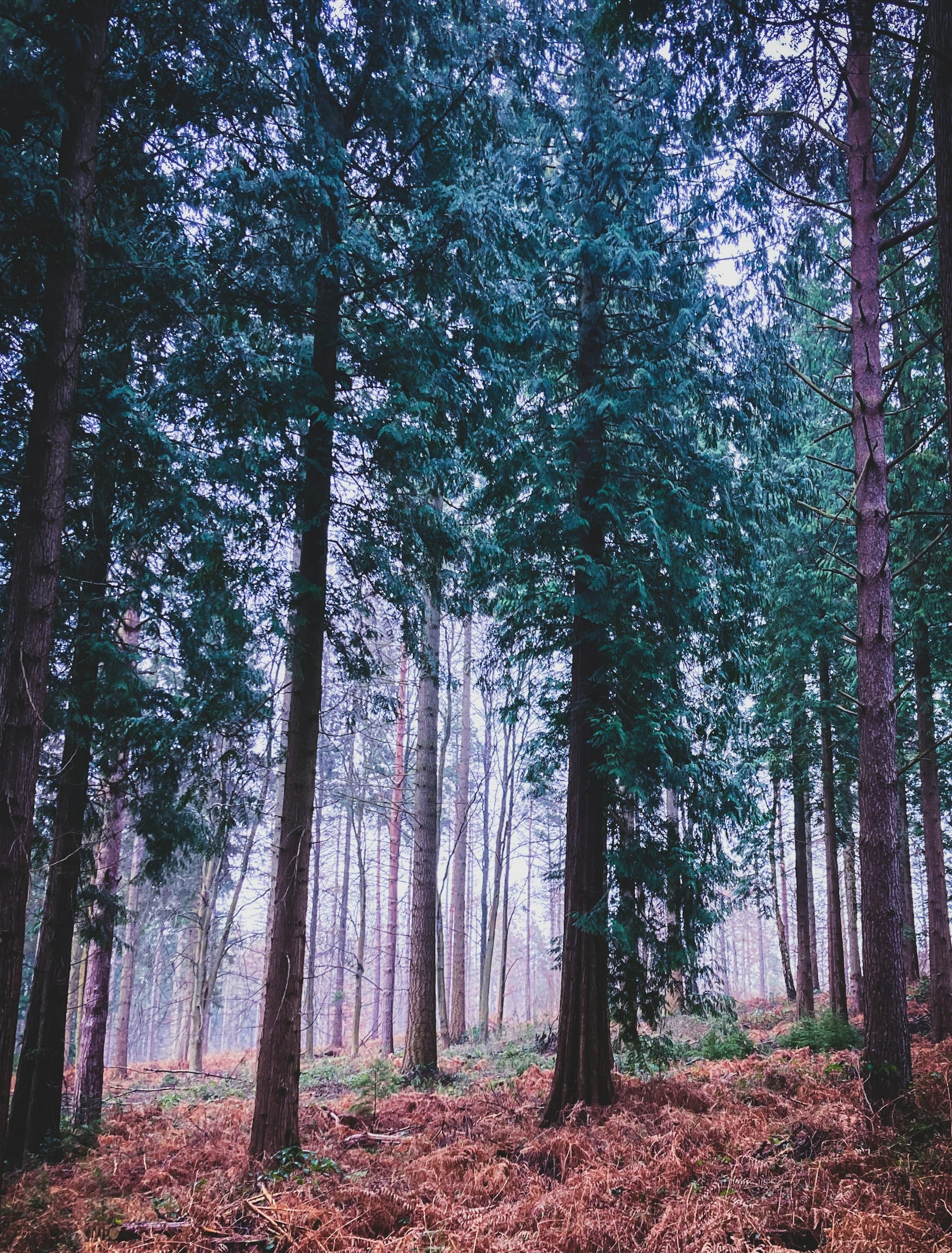 a forest filled with lots of tall trees